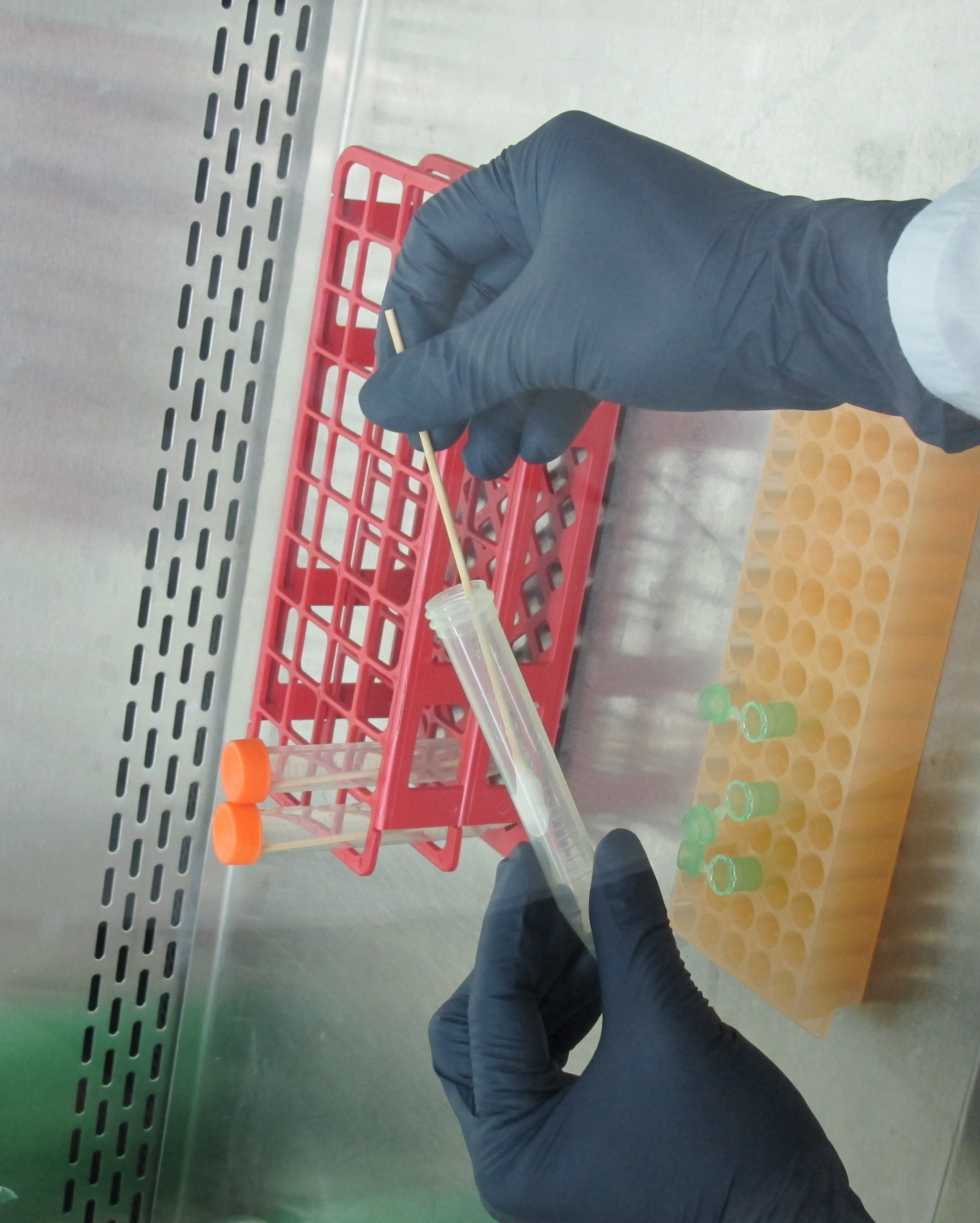 圖一、結膜拭子進行核酸萃取，用於後續黴漿菌病原核酸檢測。