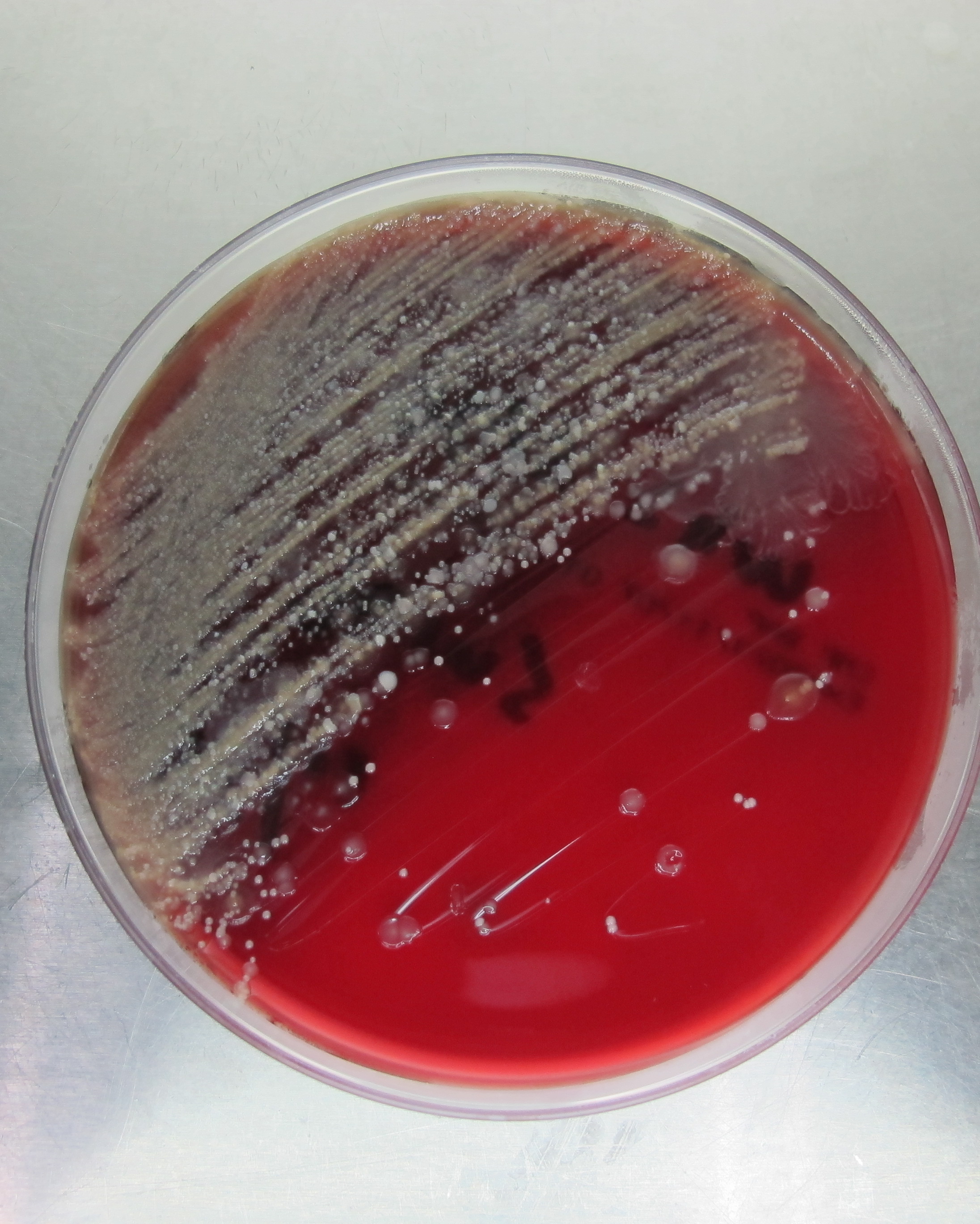 圖二、結膜拭子同時進行細菌培養，初代菌相複雜，除了黴漿菌之外，亦可能合併其他細菌感染。