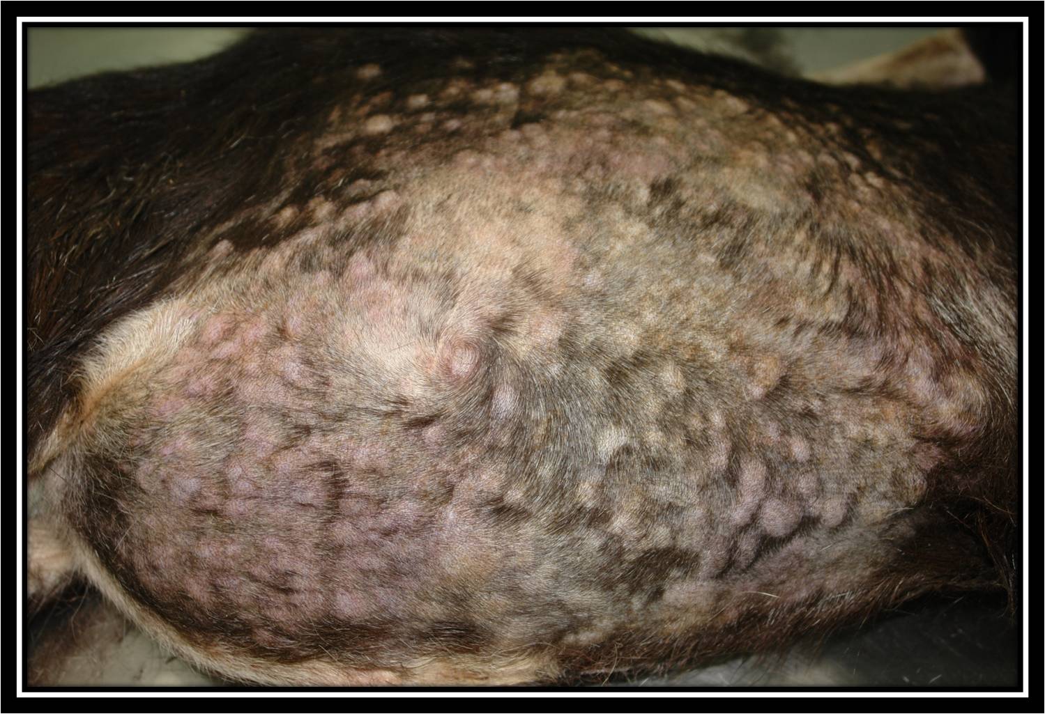 全身出現突起之硬實結節,尤以背部及肩頸部最明顯。