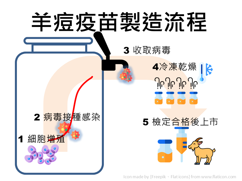 羊痘疫苗製造流程