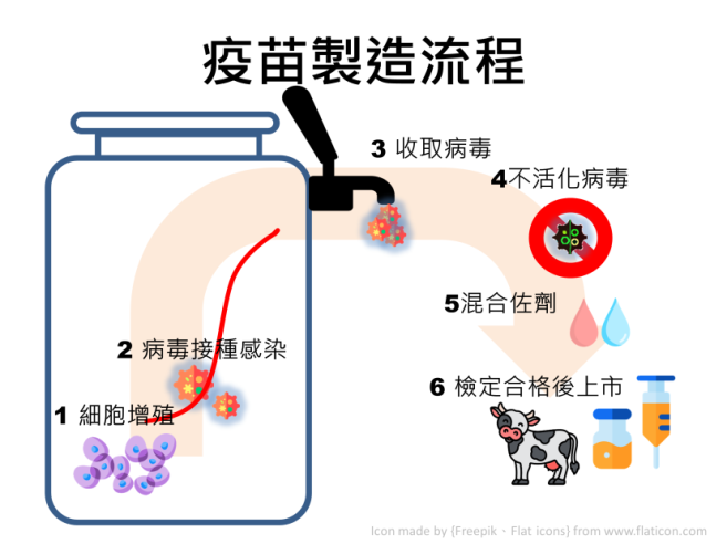 牛流行熱油質疫苗製造流程