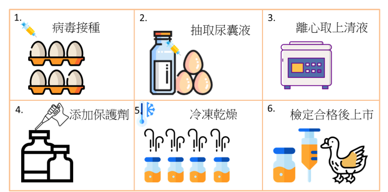 水禽小病毒活毒疫苗製造流程