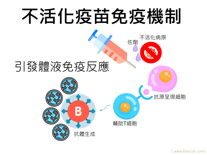 不活化疫苗免疫機制