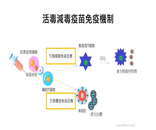 活毒減毒疫苗免疫機制