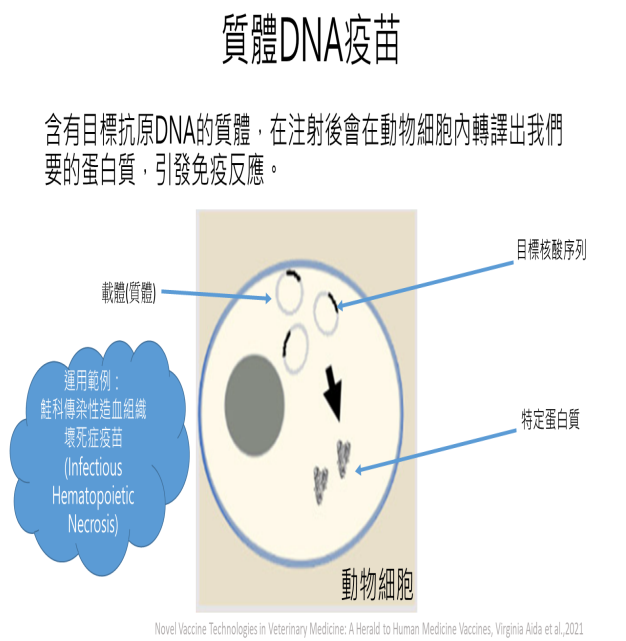 質體DNA疫苗免疫機制