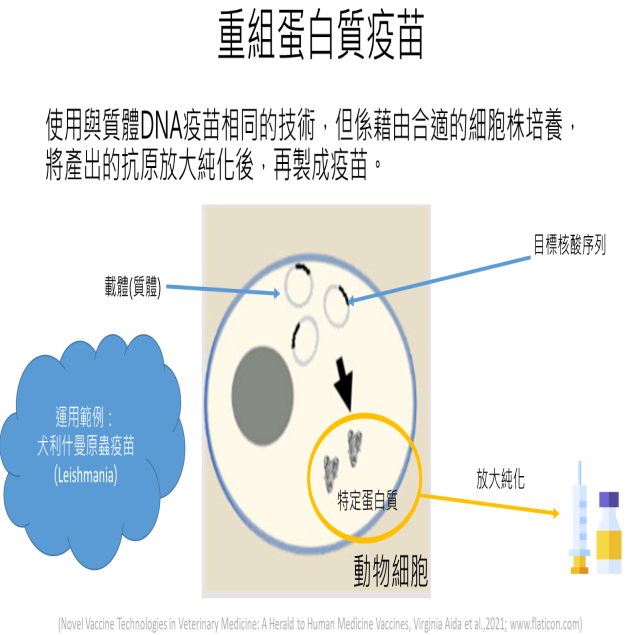 重組蛋白質疫苗免疫機制