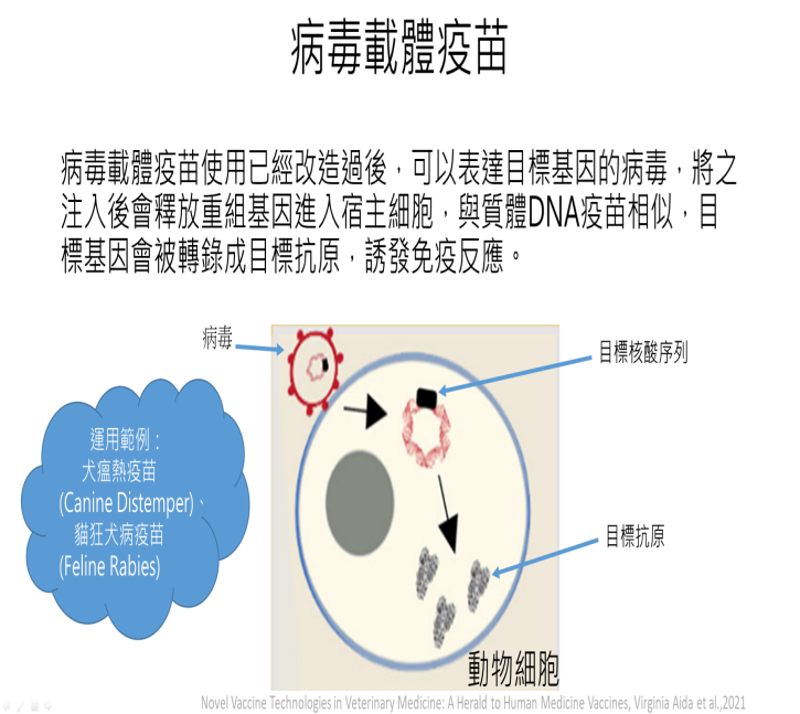 病毒載體疫苗免疫機制