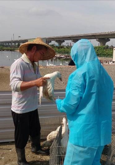 赴禽場協助農民進行家禽疾病監測