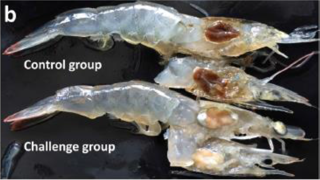 實驗感染白蝦肉眼病變。正常蝦隻肝胰腺為棕褐色，感染白蝦肝胰腺呈黃白色(Qiu et al., 2017)