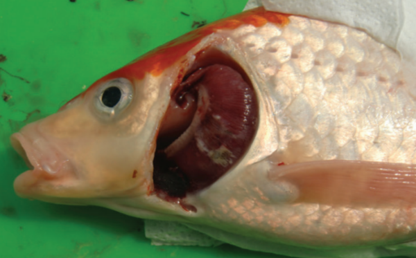 鰓蒼白及出血，眼球凹陷，魚鰭基部出血。(圖片來源：T. Pretto., 2013)