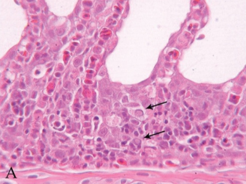 鰓上皮細胞消失，並可見嗜酸性核內包涵體。(圖片來源：T. Pretto., 2013)