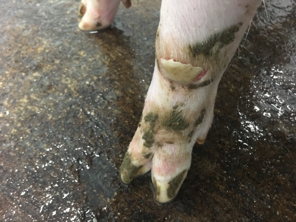 豬隻感染口蹄疫蹄冠部出現水疱病變。