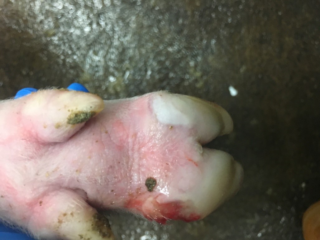豬隻感染口蹄疫蹄冠部出現水疱病變。