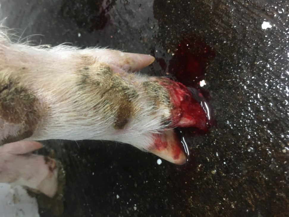 豬隻感染口蹄疫蹄冠出現糜爛及落蹄現象。