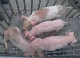 感染PCV-2小豬群中出現生長遲緩小豬。