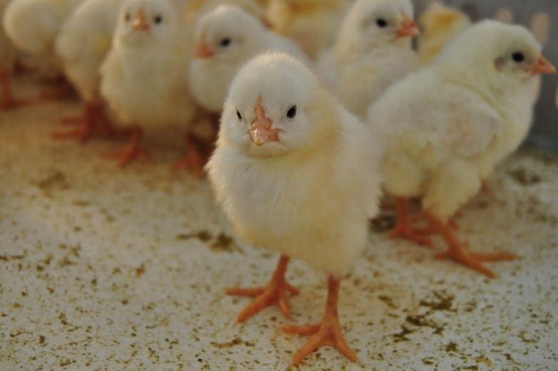實驗動物研究系生產之1日齡血清抗體陰性雛雞
