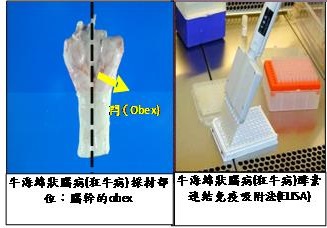 牛海綿狀腦病監測成果：牛海綿狀腦病採材部位：腦幹