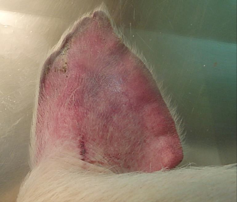 病豬耳翼末端皮膚，可見出血斑狀態