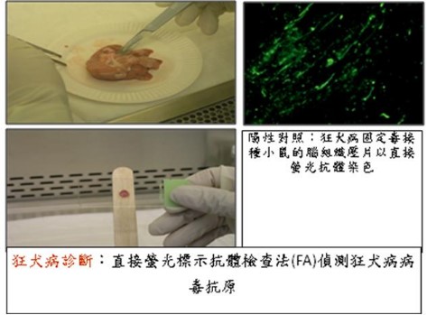 狂犬病監測成果圖片：狂犬病診斷：直接螢光標示抗體檢查法(FA)偵測狂犬病病毒抗原